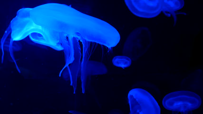 Royalty Free 4K video | 4K. group of fluorescent jellyfish swimming in  Aquarium pool. transparent jellyfish underwater footage with glowing medusa  moving around in the water. marine life wallpaper background. by  asiandelight